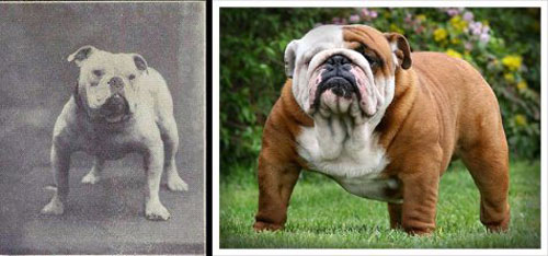 bulldog